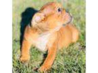 Bulldog Puppy for sale in Kalamazoo, MI, USA