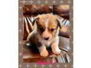 Pembroke Welsh Corgi Puppy for sale in Narvon, PA, USA