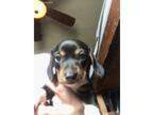 Dachshund Puppy for sale in Indian Head, MD, USA