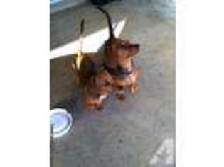 Dachshund Puppy for sale in HONOLULU, HI, USA