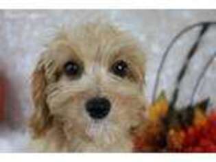 Cavapoo Puppy for sale in Caulfield, MO, USA