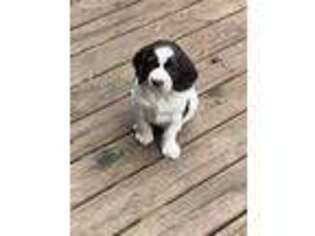 English Springer Spaniel Puppy for sale in Pittsford, NY, USA
