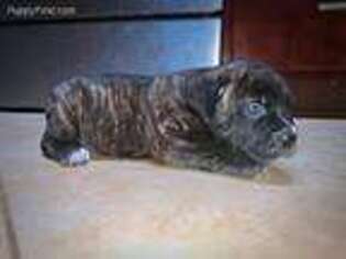 Cane Corso Puppy for sale in Raleigh, NC, USA