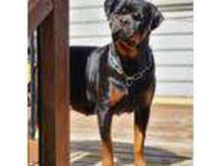 Rottweiler Puppy for sale in Snellville, GA, USA
