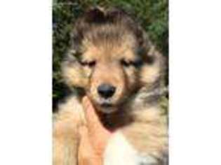 Shetland Sheepdog Puppy for sale in Oxford, NY, USA