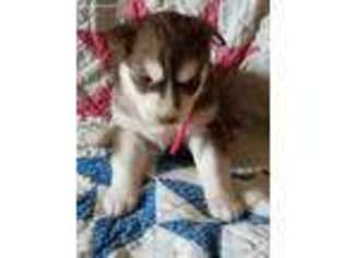 Siberian Husky Puppy for sale in Cresson, PA, USA