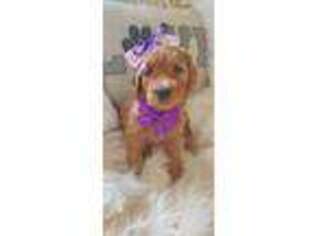 Goldendoodle Puppy for sale in Miles, IA, USA