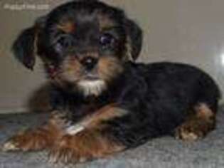 Shorkie Tzu Puppy for sale in Millersburg, IN, USA