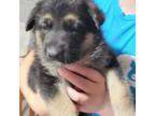 German Shepherd Dog Puppy for sale in Grinnell, IA, USA