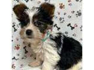 Yorkshire Terrier Puppy for sale in Jonestown, TX, USA