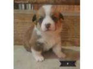Pembroke Welsh Corgi Puppy for sale in Russell, MN, USA