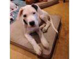 Dogo Argentino Puppy for sale in Hilliard, FL, USA