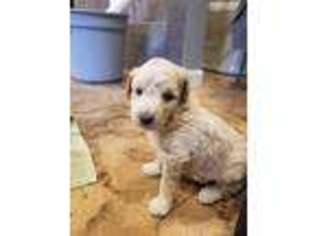 Goldendoodle Puppy for sale in Sterling, AK, USA
