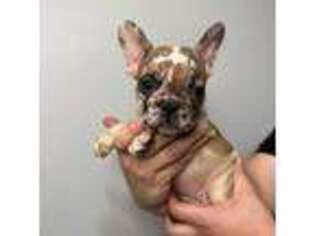 French Bulldog Puppy for sale in Ronkonkoma, NY, USA