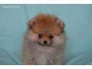 Pomeranian Puppy for sale in Eagle Point, OR, USA