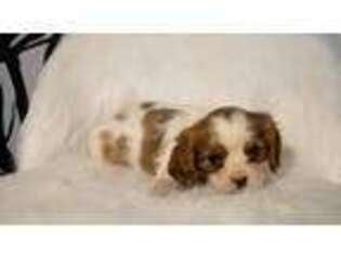 English Toy Spaniel Puppy for sale in Cumming, GA, USA