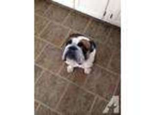 Bulldog Puppy for sale in VAN, TX, USA