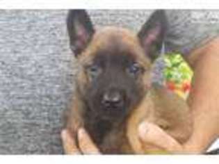 Belgian Malinois Puppy for sale in Knoxville, TN, USA