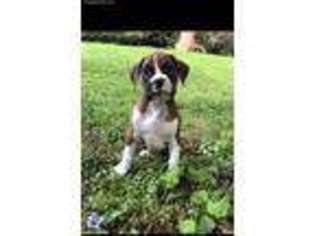 Boxer Puppy for sale in Gainesville, GA, USA