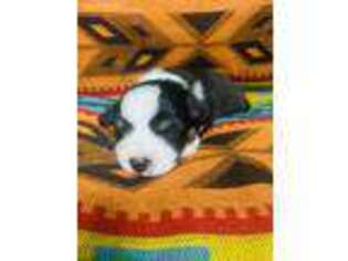 Pembroke Welsh Corgi Puppy for sale in Carthage, TX, USA