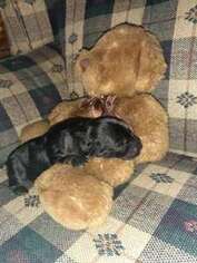 Mutt Puppy for sale in PORT LEYDEN, NY, USA