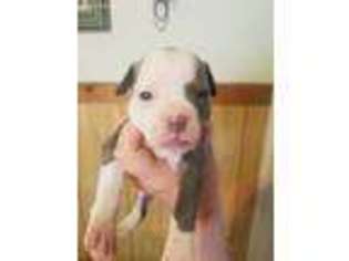 Olde English Bulldogge Puppy for sale in Dekalb, IL, USA