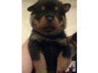 Rottweiler Puppy for sale in YUBA CITY, CA, USA