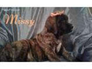 Mastiff Puppy for sale in Blue Springs, MS, USA