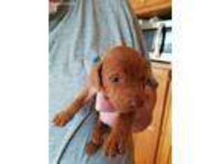 Vizsla Puppy for sale in Stockton, MO, USA