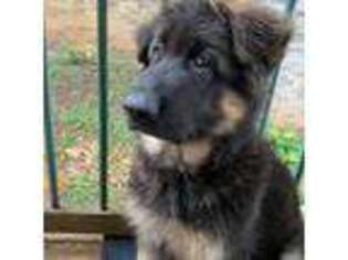 German Shepherd Dog Puppy for sale in Vandalia, MI, USA