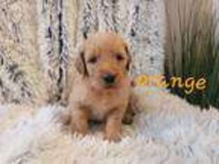 Goldendoodle Puppy for sale in Ripley, WV, USA