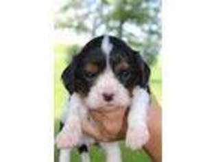 Cavalier King Charles Spaniel Puppy for sale in Woodbury, PA, USA