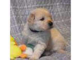 Golden Retriever Puppy for sale in Winnfield, LA, USA