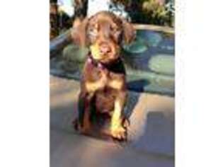 Doberman Pinscher Puppy for sale in Santa Clarita, CA, USA