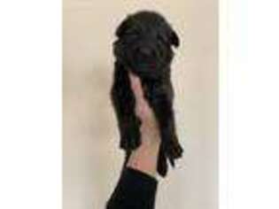German Shepherd Dog Puppy for sale in Nine Mile Falls, WA, USA