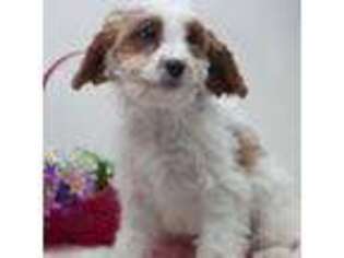 Cavapoo Puppy for sale in Reading, MI, USA