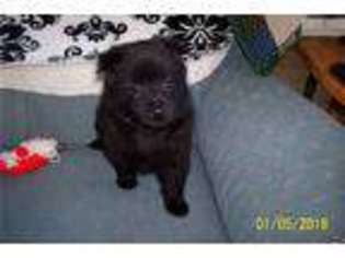 Schipperke Puppy for sale in Dubuque, IA, USA