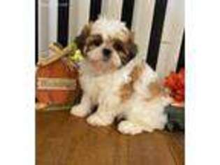 Mutt Puppy for sale in Edgewood, TX, USA