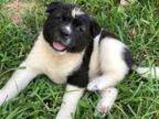 Akita Puppy for sale in Virginia Beach, VA, USA
