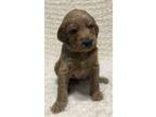 Goldendoodle Puppy for sale in Castle Rock, CO, USA