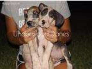 Great Dane Puppy for sale in Cross Hill, SC, USA