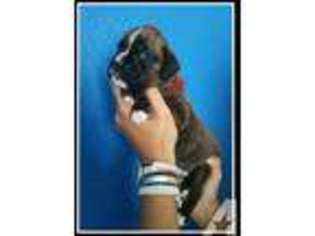 Boxer Puppy for sale in LAWTON, OK, USA