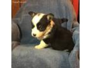 Pembroke Welsh Corgi Puppy for sale in Madison, GA, USA