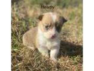 Pembroke Welsh Corgi Puppy for sale in Berryville, AR, USA