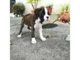 Boxer Puppy for sale in Amite, LA, USA