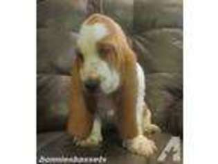 Basset Hound Puppy for sale in NORTH GRAFTON, MA, USA
