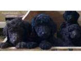Labradoodle Puppy for sale in Lakeview, OH, USA