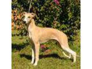 Whippet Puppy for sale in Ardmore, OK, USA