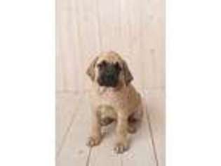 Mastiff Puppy for sale in Argos, IN, USA