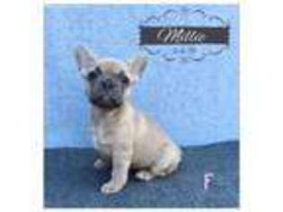French Bulldog Puppy for sale in Garrison, MO, USA
